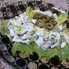 Салат с курицей и оливками