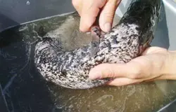 Очистите ее от чешуи и внутренностей.