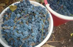 Для изготовления вина отлично подходит виноград сорта "Изабелла", но подойдет и любой другой сорт, или же смесь сортов. Виноград берем обязательно немытый.